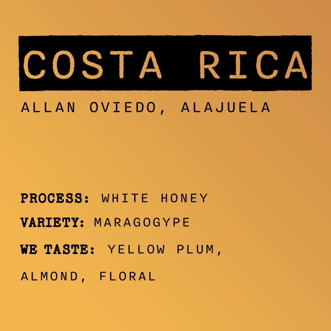 Photo of Costa Rica - Allan Oviedo White Honey Maragogype | Obscure Coffee Roasters